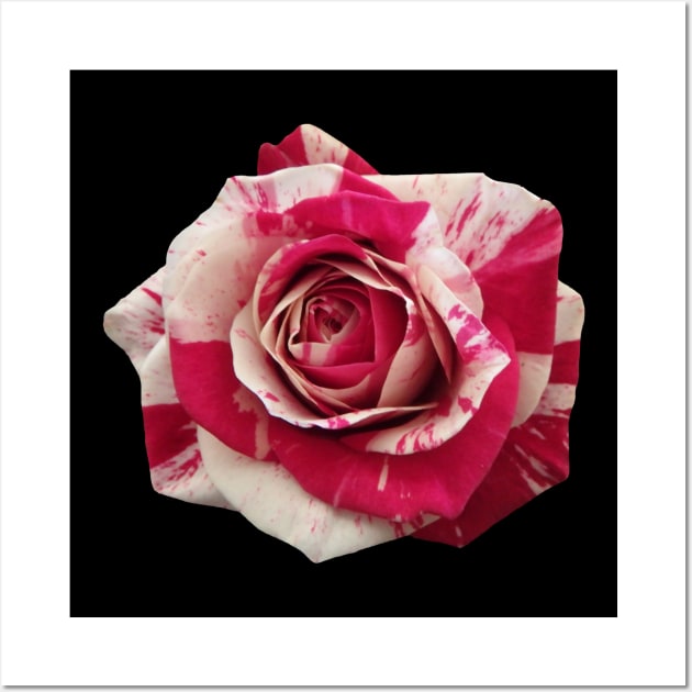 red rose, roses, flower, flowers, bloom Wall Art by rh_naturestyles